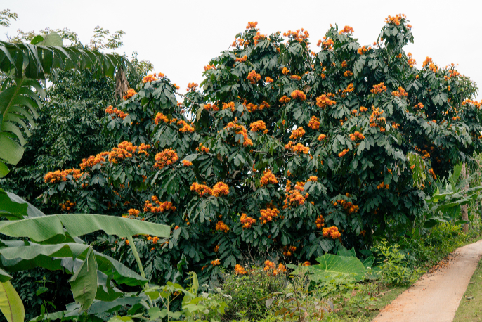 Cây vàng anh (Saraca asoca)